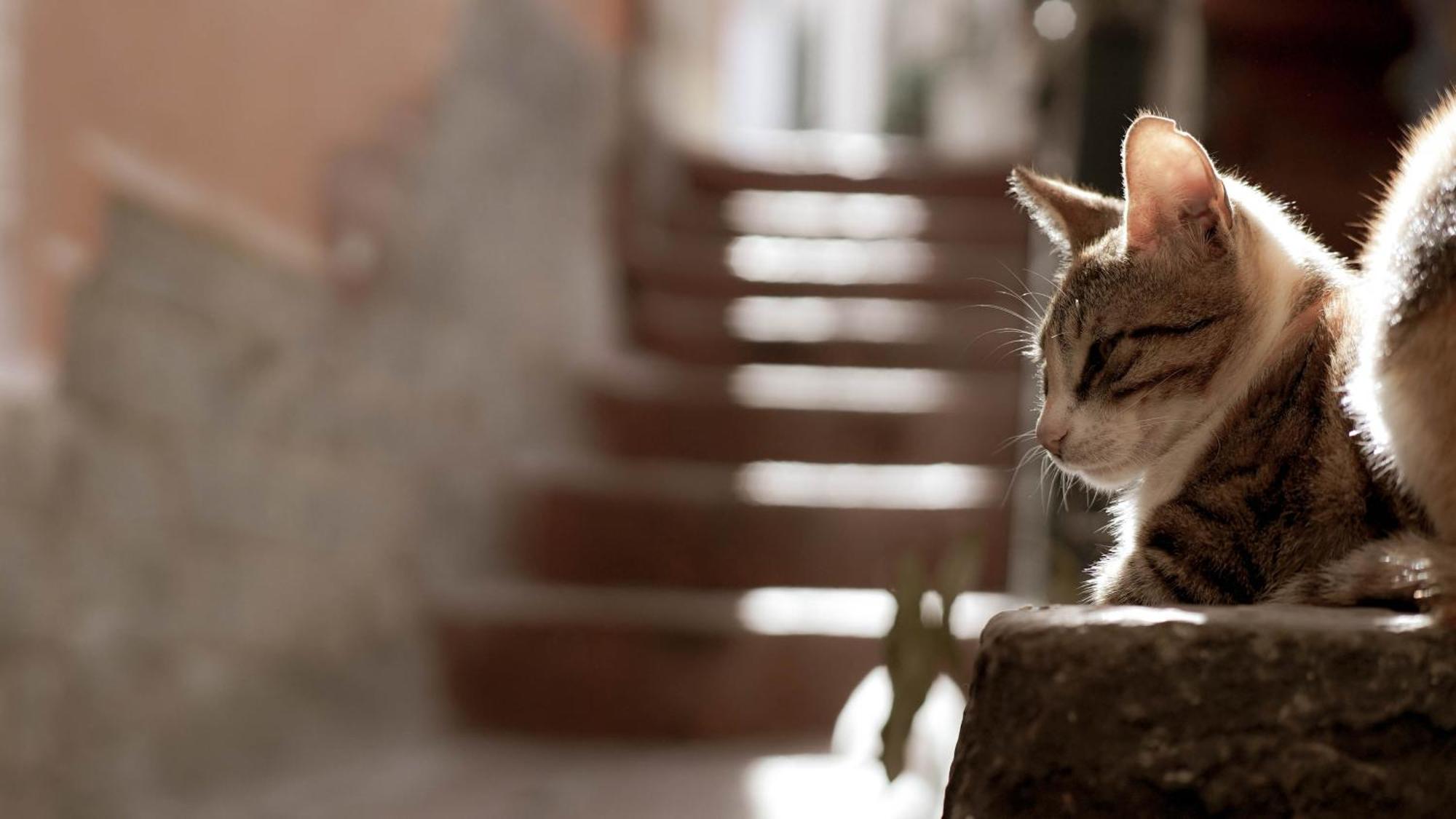 Appartement Casa Nel Borgo Dei Gatti à Cetara Extérieur photo